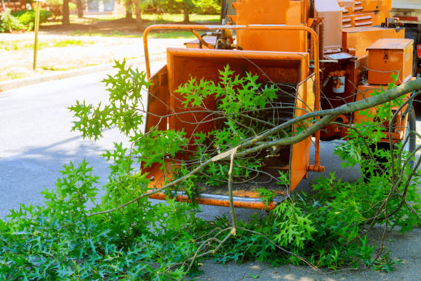 Reliable Planada, CA Tree Care Services Solutions