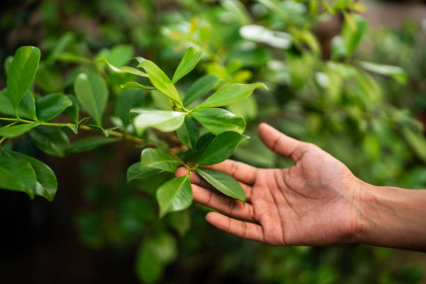 How Our Tree Care Process Works  in  Planada, CA